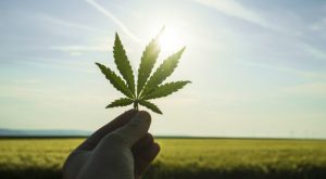 Cannabis Marketing in Colorado Guide