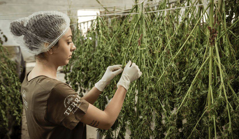 How Women Are Changing The Cannabis Industry | Cannabis Marketing Association Blog